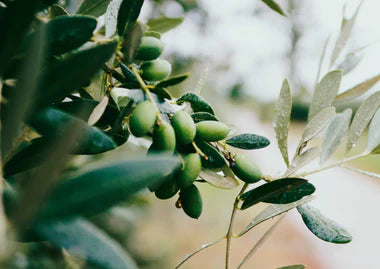 Conservolea Olives: It's origin and benefits
